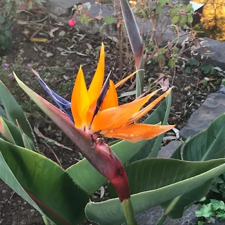 Apartament Your In Madeira Iii